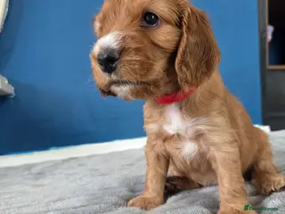 Cocker Spaniel dogs Cocker spaniel puppies - Advert 18