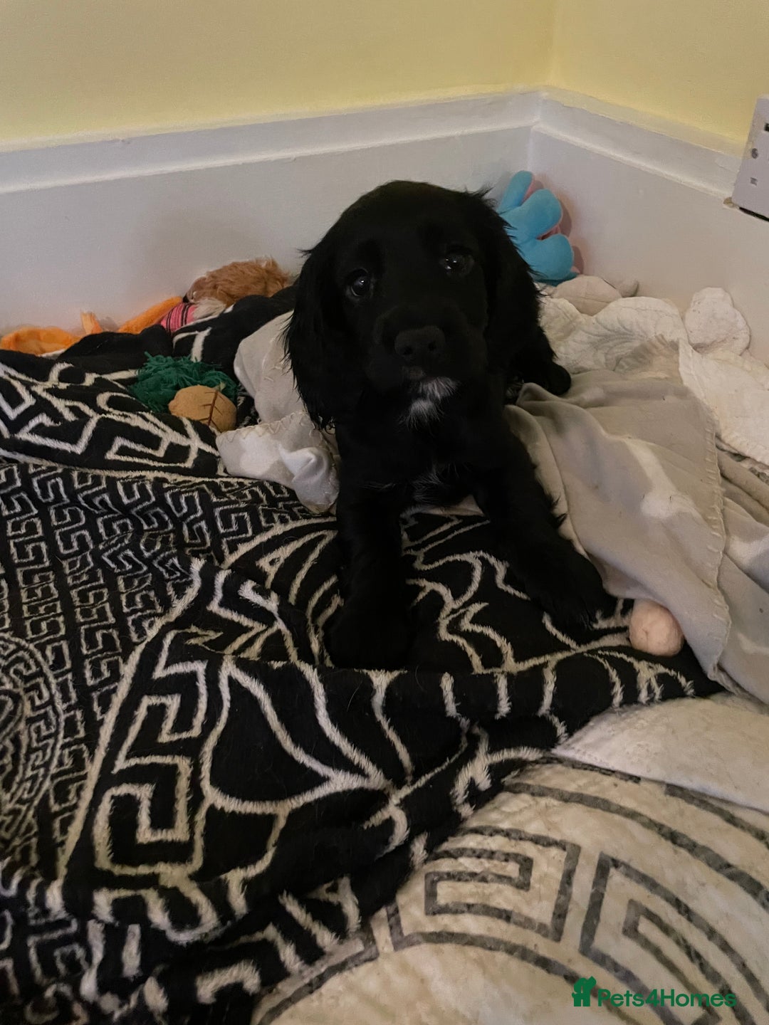 Cocker Spaniel dogs for sale: KC registered cocker spaniel puppies for sale  - Advert 14