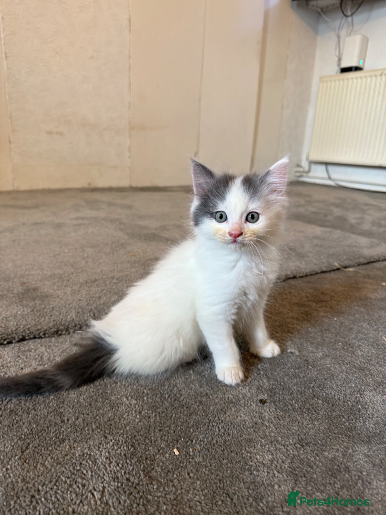 Ragdoll cats Half Ragdoll Kittens - Advert 1