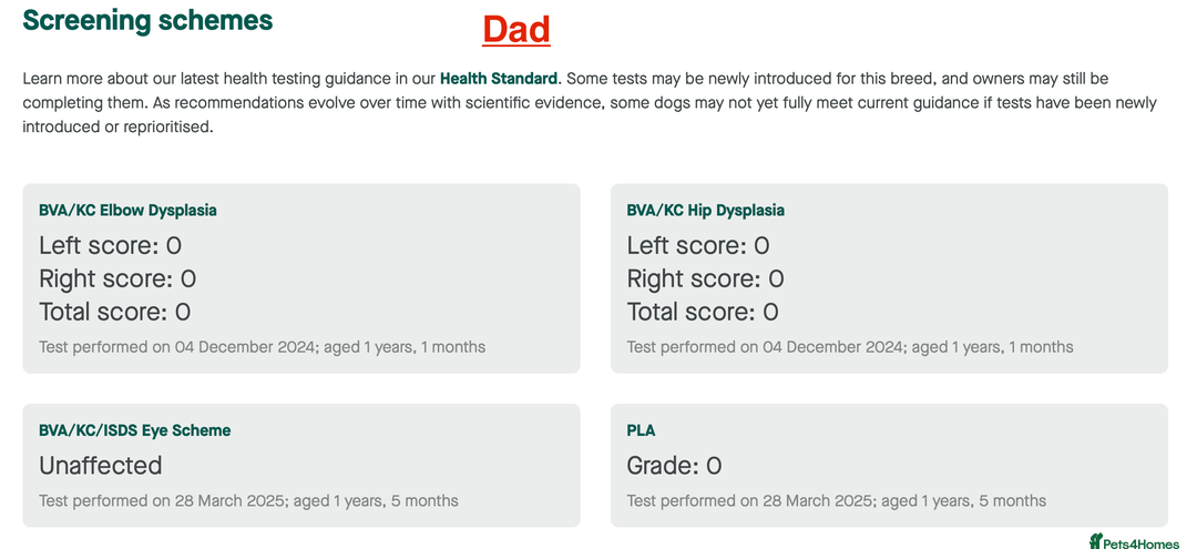 Golden Retriever dogs for sale: KC Dark Golden Retrievers 🧬 Health Tested Parents - Advert 11