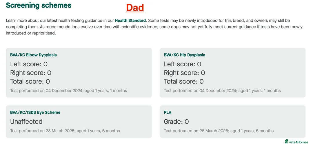 Golden Retriever dogs for sale: KC Dark Golden Retrievers 🧬 Health Tested Parents - Advert 8