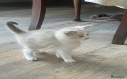Mixed Breed cats for sale: White and dappled little girl  - Image 9