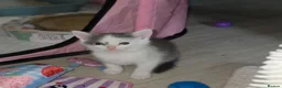 Mixed Breed cats for sale: Maine Coon x Oriental Mix - Advert 5
