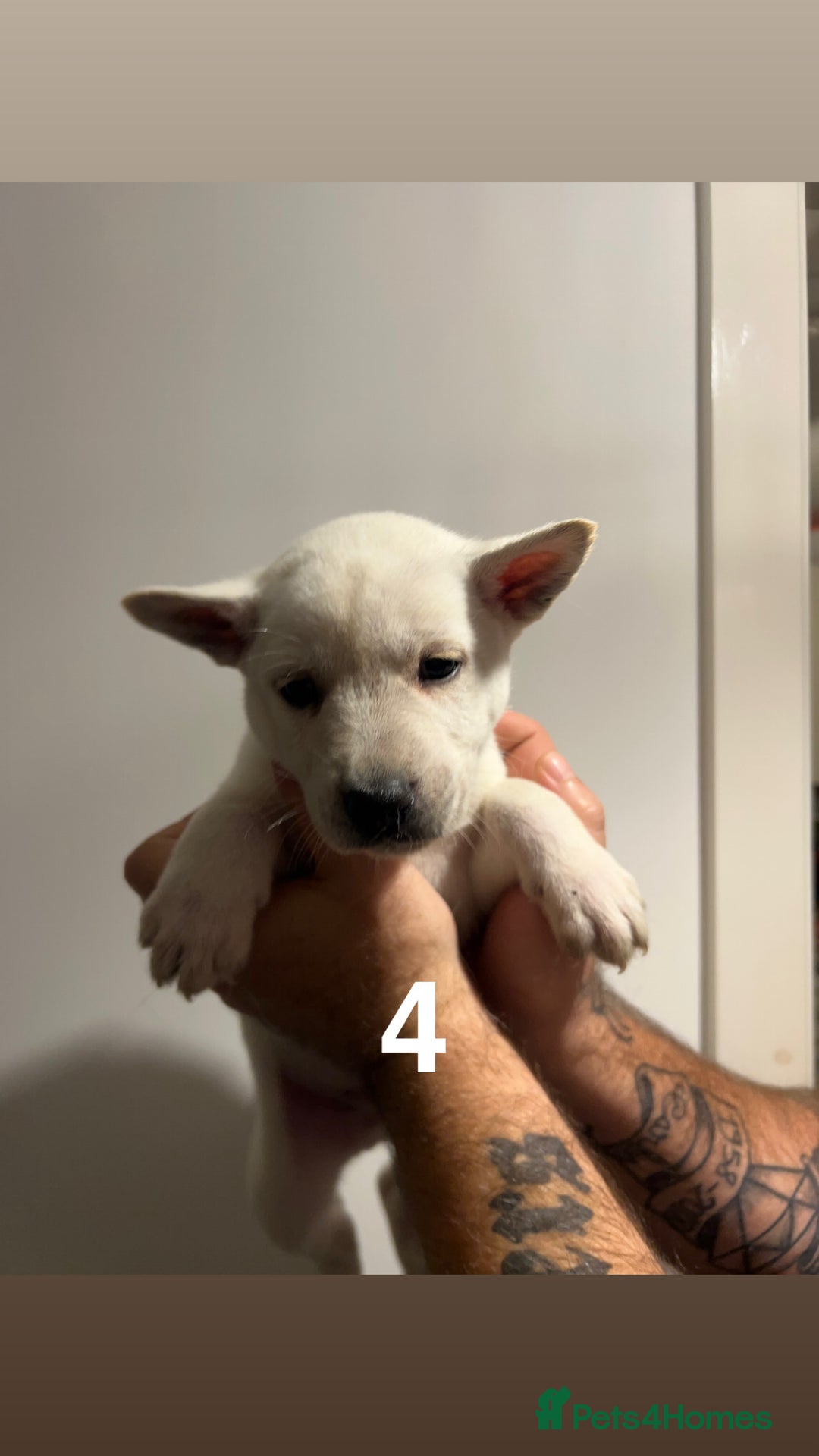 Mixed Breed dogs for sale: Mixed breed cane corso/Akita - Advert 5