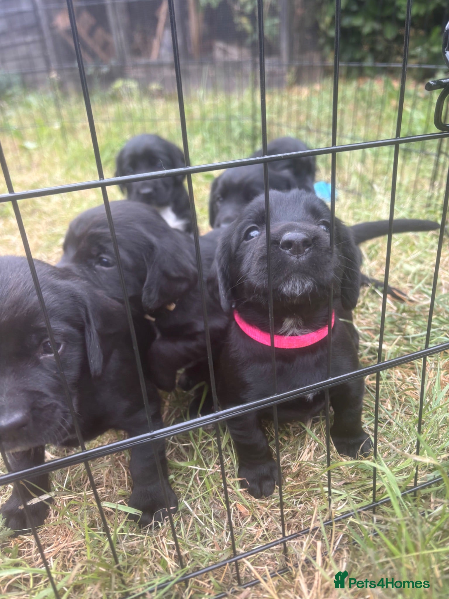 Mixed Breed dogs Springador pups - Advert 2