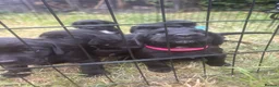 Mixed Breed dogs for sale: Springador pups - Advert 2