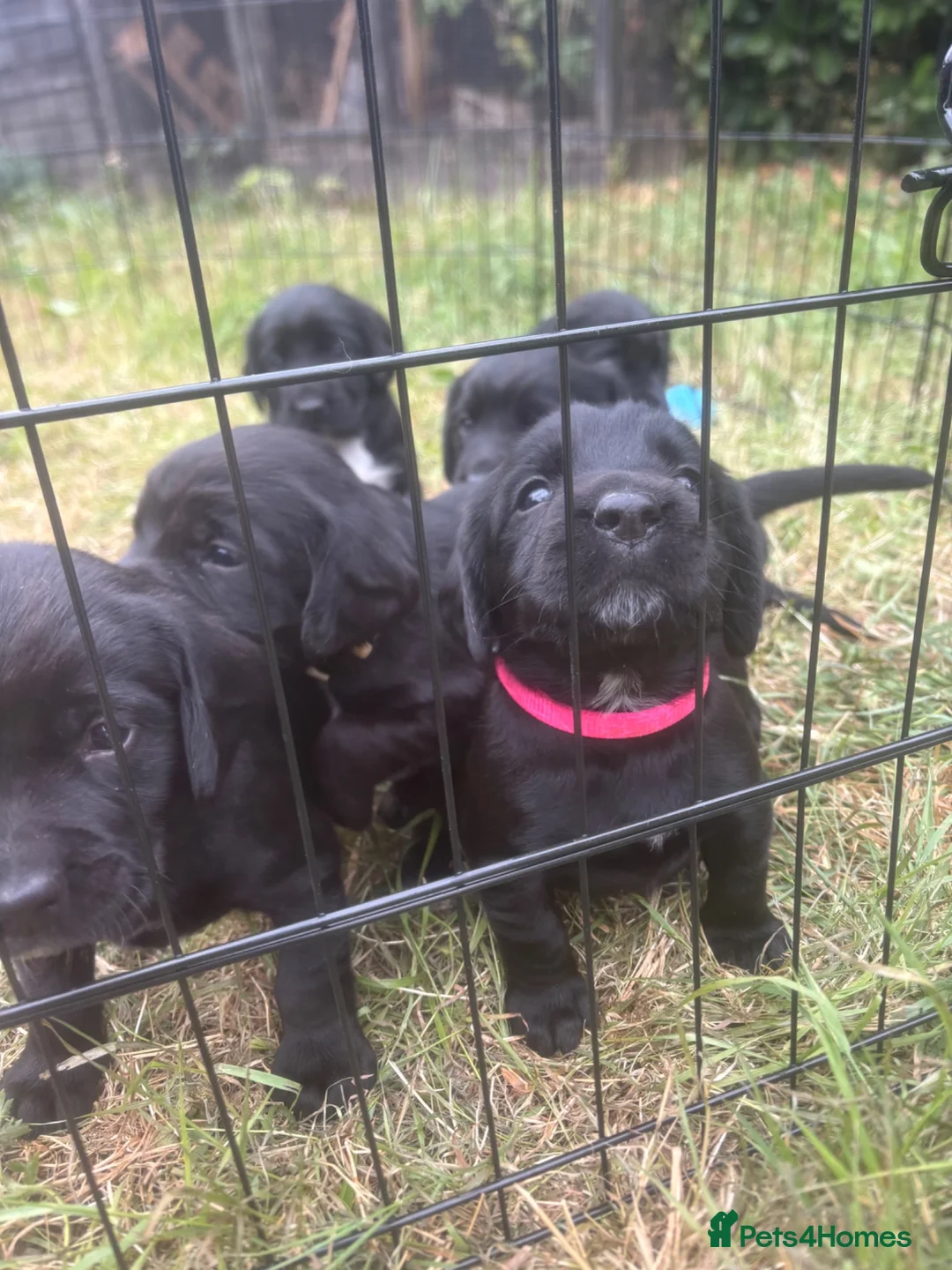 Mixed Breed dogs for sale: Springador pups - Advert 2