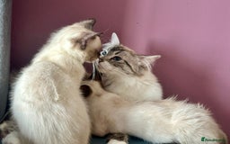 Ragdoll cats for sale: Two beautiful playful ragdolls ready now - Image 10