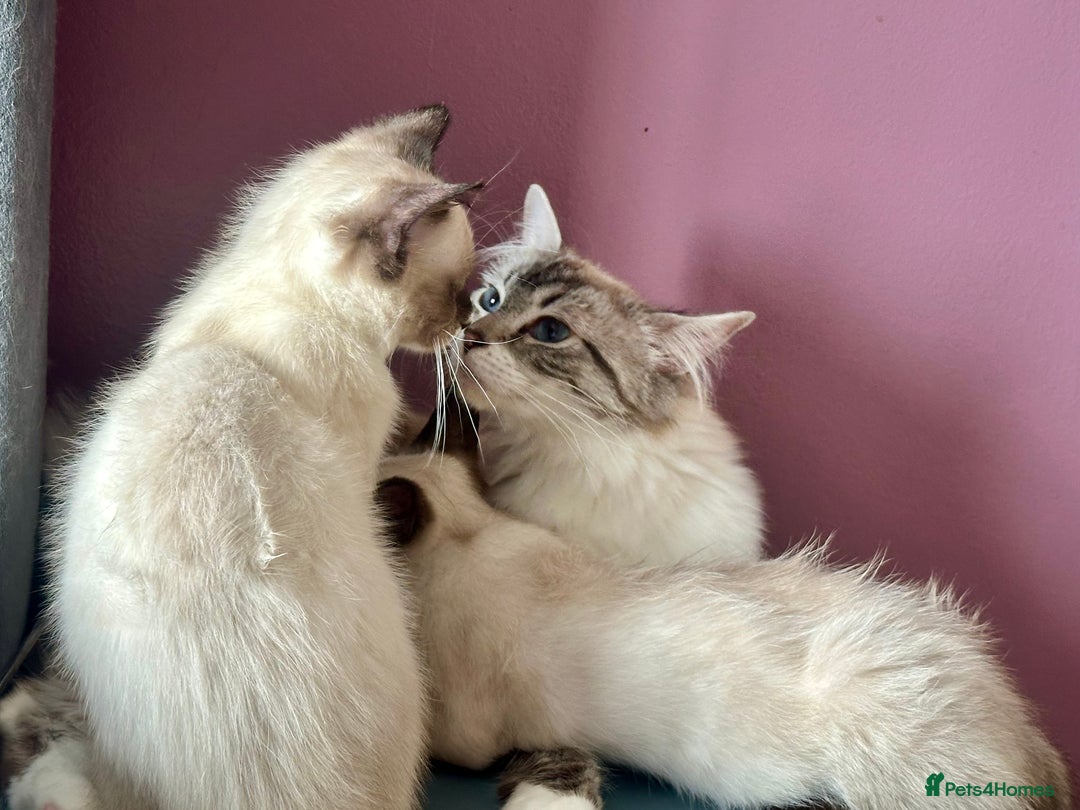 Ragdoll cats for sale: Two beautiful playful ragdolls ready now - Image 10