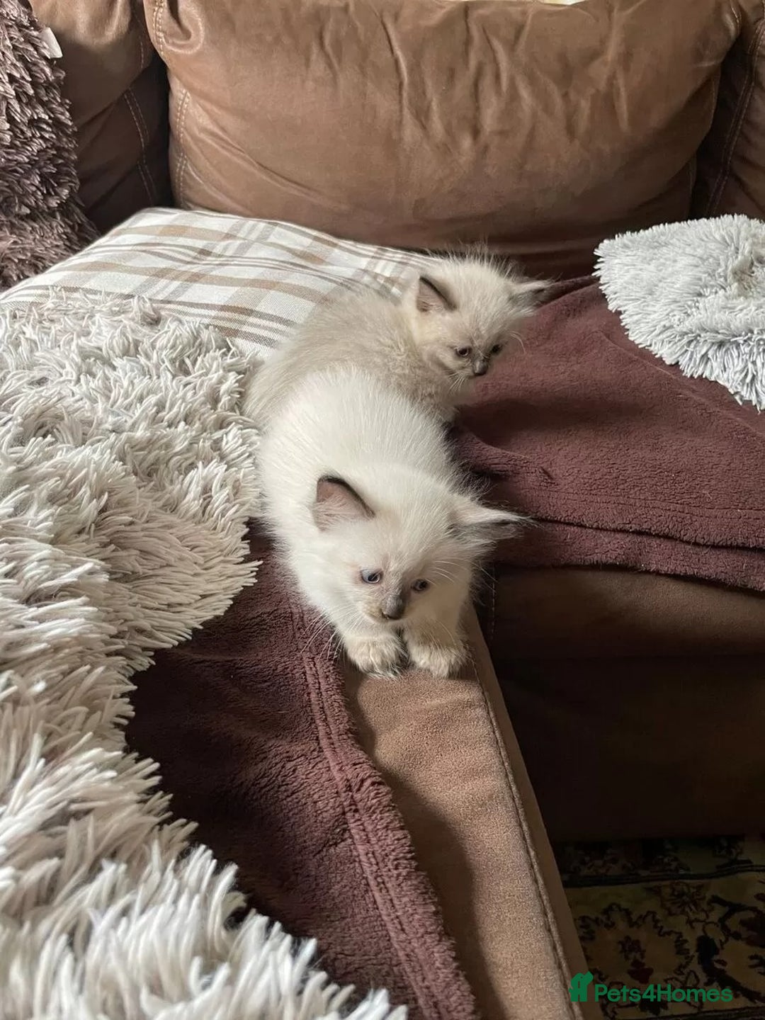 Ragdoll cats for sale: Affordable Ragdolls purebred for sale - Image 6