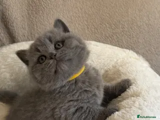 British Shorthair cats GCCF Blue BSH chunky champion lines - Advert 4