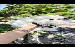Maltese dogs for stud:  Korean maltese stud  - Image 2