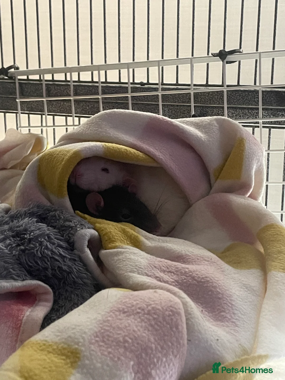 Rat rodents for sale: 4 super friendly precious male rats <3 in Highbridge - Advert 5