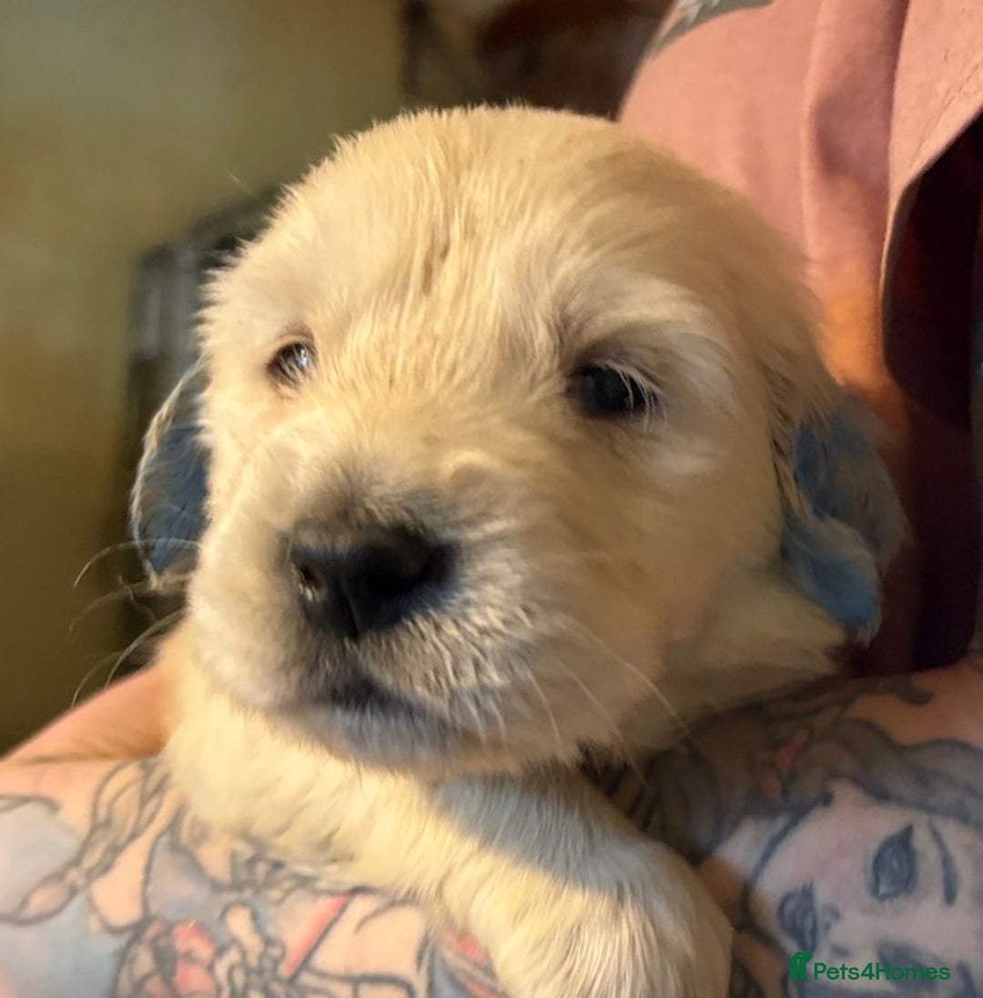 Golden Retriever dogs for sale: Gorgeous KC Registered Goldies. 5 Star Reg.Breeder - Advert 6