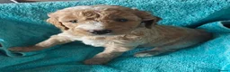 Cockapoo dogs for sale: Gorgeous F1B Cockapoo Puppies  - Advert 6