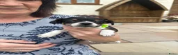Jack Russell dogs for sale: Adorable Miniature Jack Russell puppies for sale - Advert 9