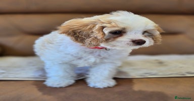 Cavapoo dogs - Advert 6