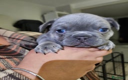 French Bulldog dogs for sale: Beautiful French Bulldog Puppies 2xF - fluffy, 1xM - Advert 8