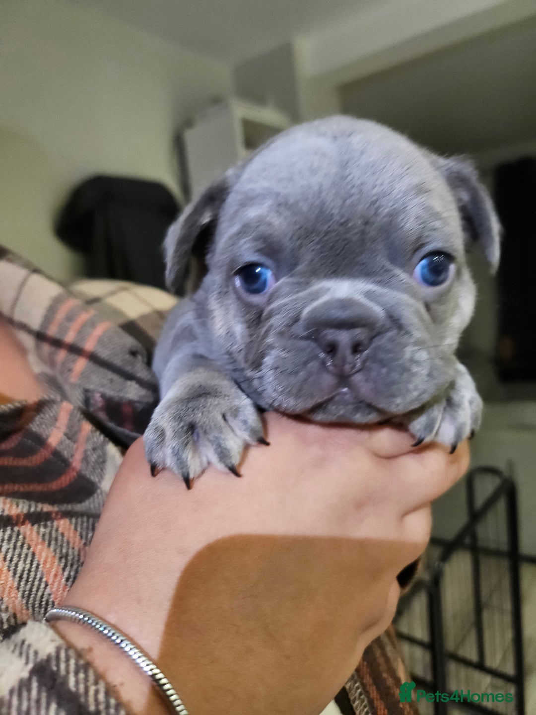 French Bulldog dogs for sale: Beautiful French Bulldog Puppies 2xF - fluffy, 1xM - Advert 8