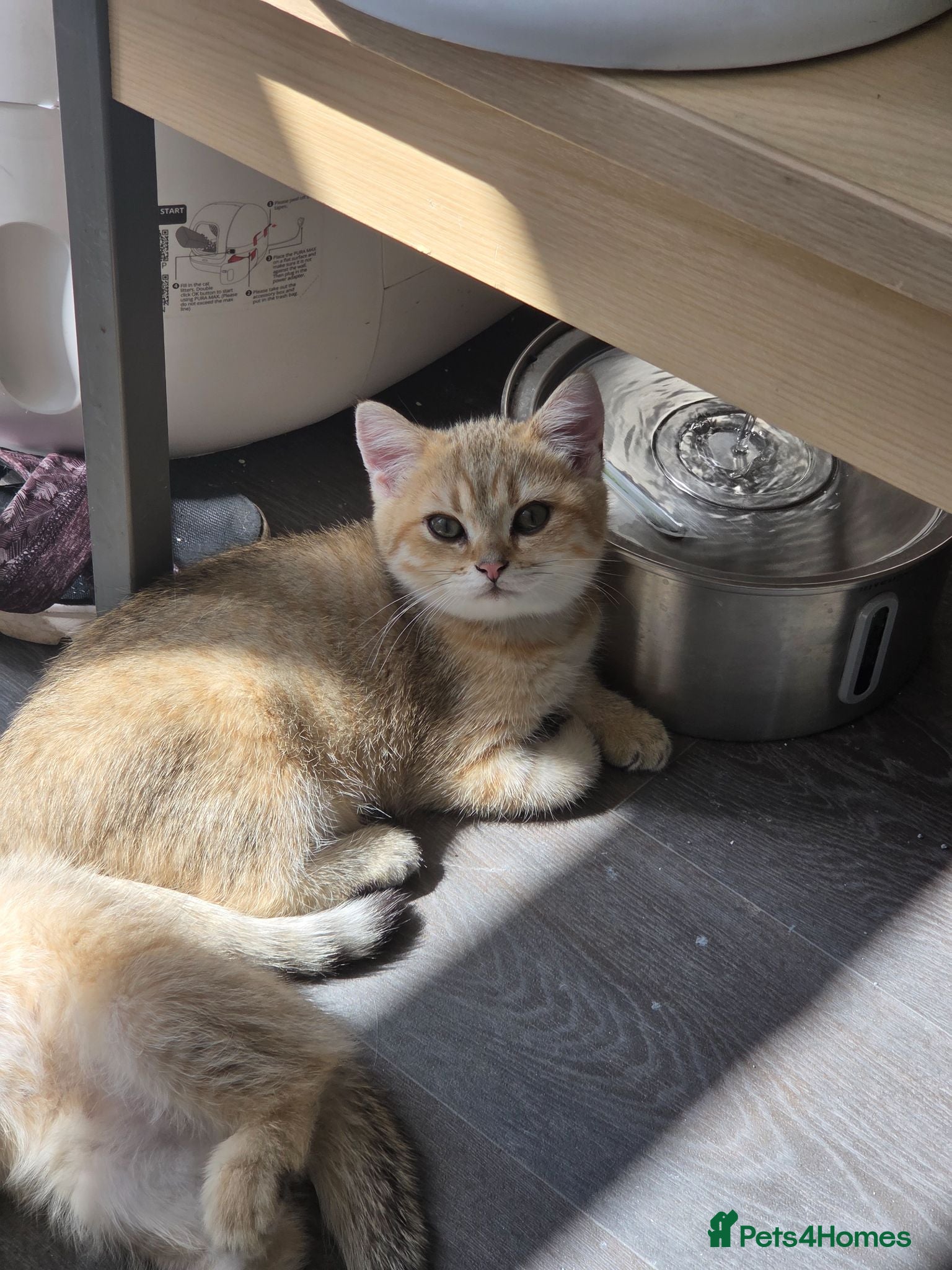 British Shorthair cats 🐱 British Shorthair Kittens for Sale 🐱 - Advert 9