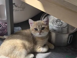 British Shorthair cats 🐱 British Shorthair Kittens for Sale 🐱 - Advert 16