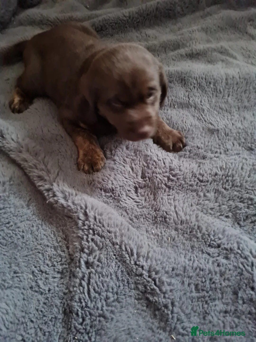 Labrador Retriever dogs for sale: Labrador Bitch puppy  in Sunderland - Advert 2