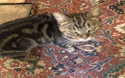 Mixed Breed cats for adoption: KENYA - Image 8