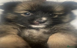 Pomchi dogs for sale: 2x Boy 1x Girl Pomchi Puppies   - Image 1
