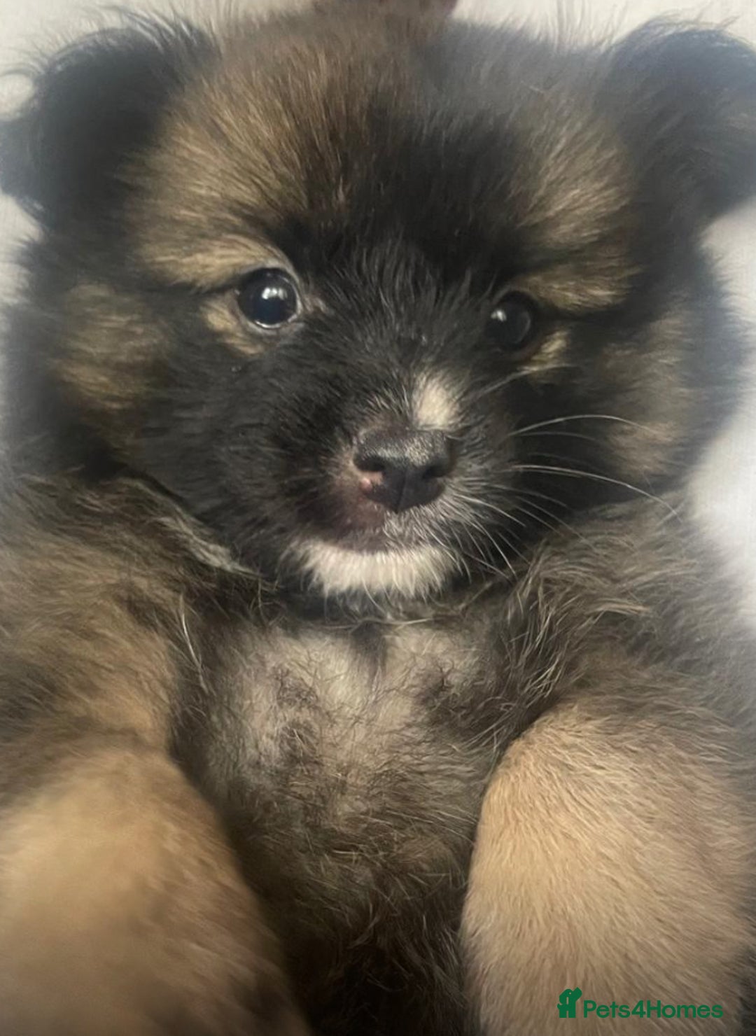 Pomchi dogs for sale: 2x Boy 1x Girl Pomchi Puppies   - Image 1