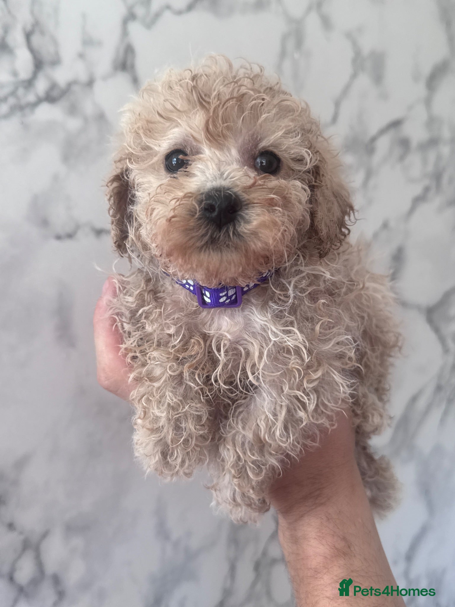 Toy Poodle dogs Beautiful Toy Poodle Puppies ❤️🐾🐩 - Advert 2