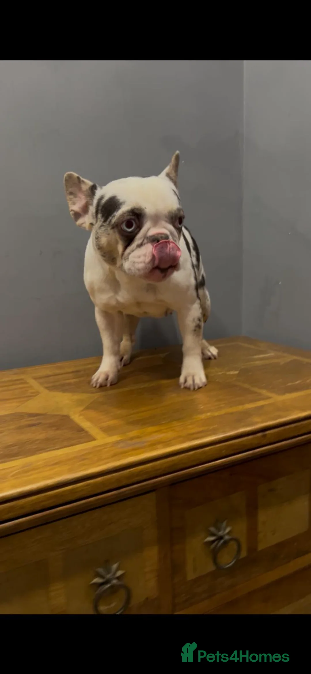 French Bulldog dogs for sale: Koi Merle French Bulldog - Advert 2
