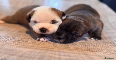 Staffordshire Bull Terrier dogs - Advert 8