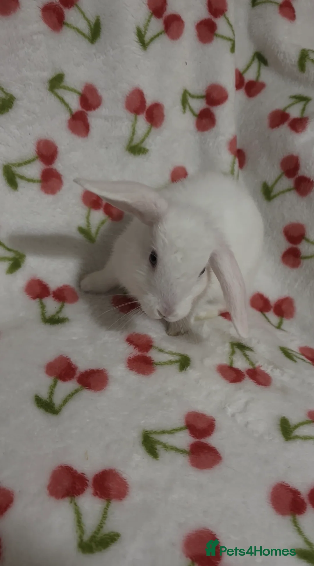 Mixed Breed rabbits for sale: 2 boys ready for there forever homes 🐰💖 - Advert 7