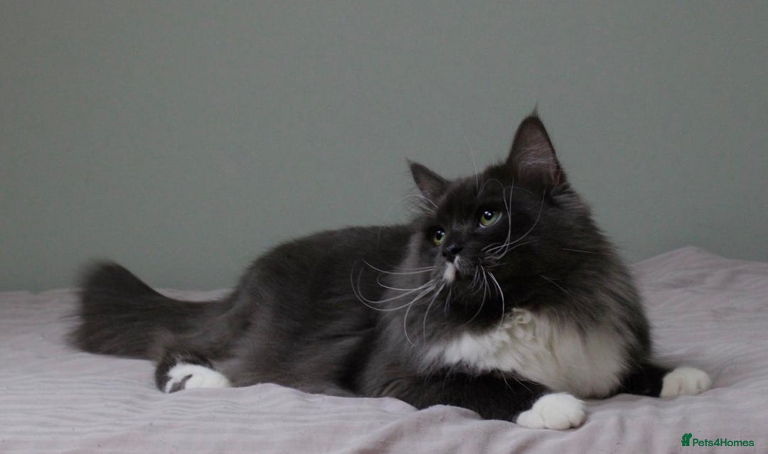 Siberian cats for sale: Siberian male cat  - Advert 2