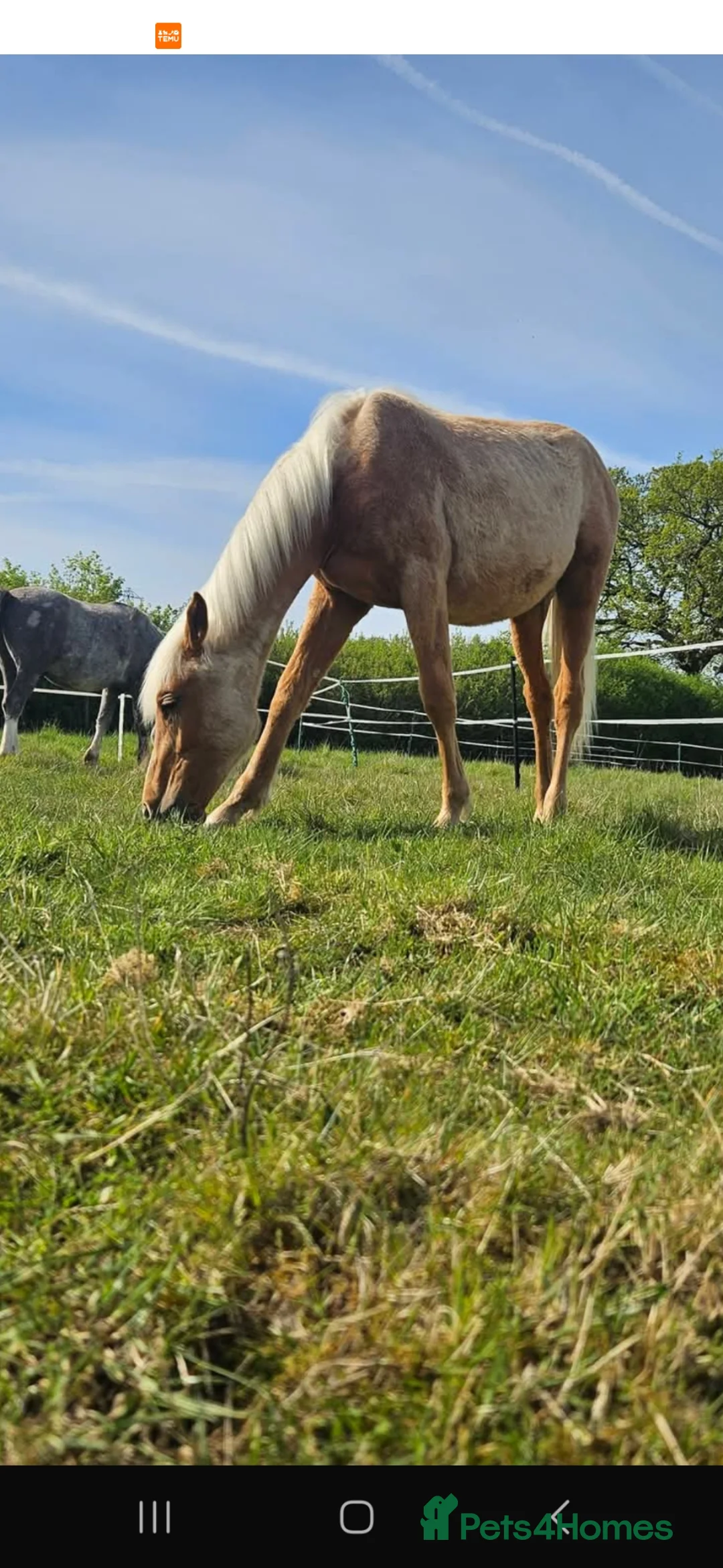 British Warmblood horses for sale: British palomino  - Advert 2
