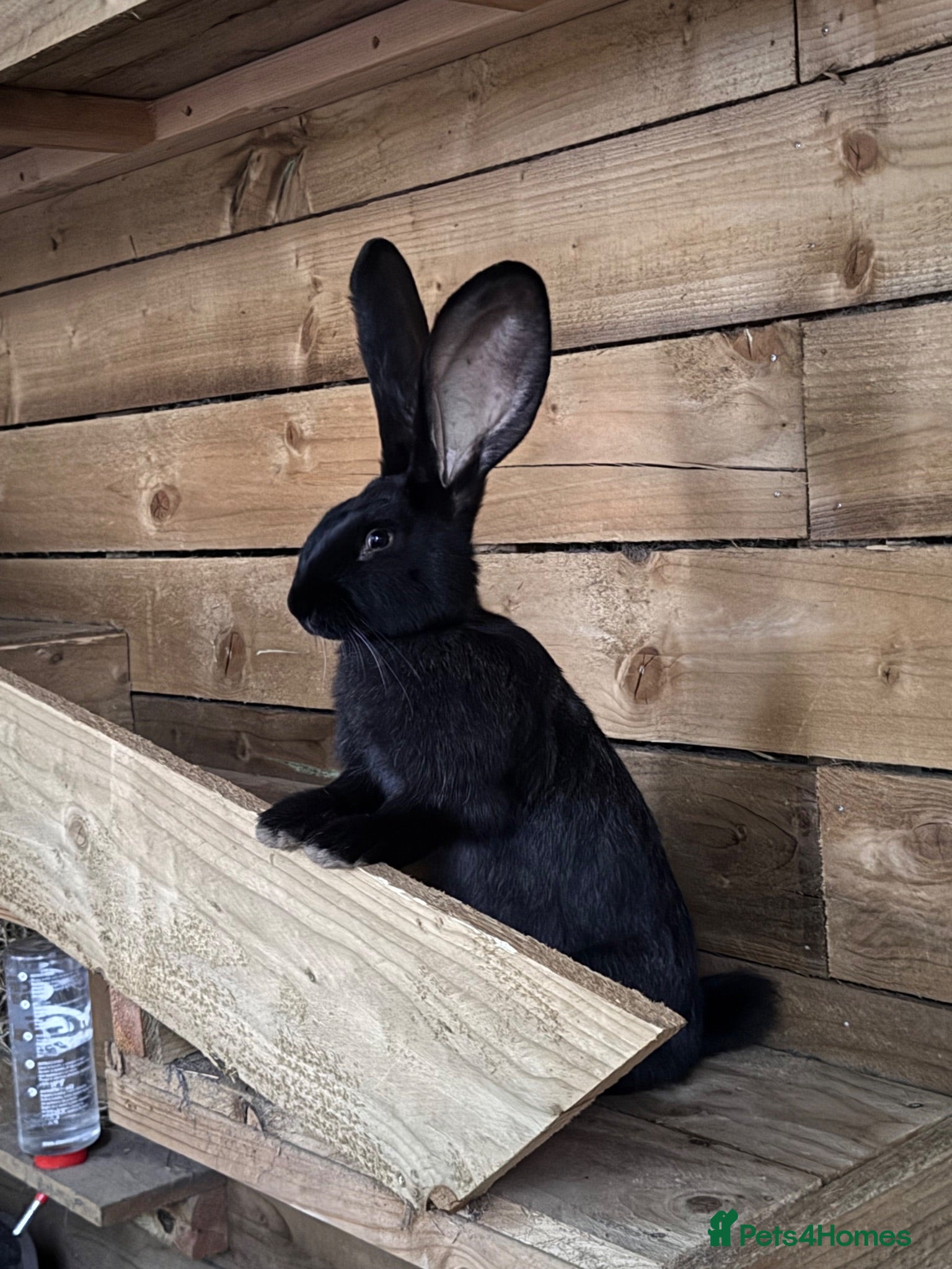Continental Giant rabbits 3 x 12 Week Black Buck Continental Giants for sale - Advert 1