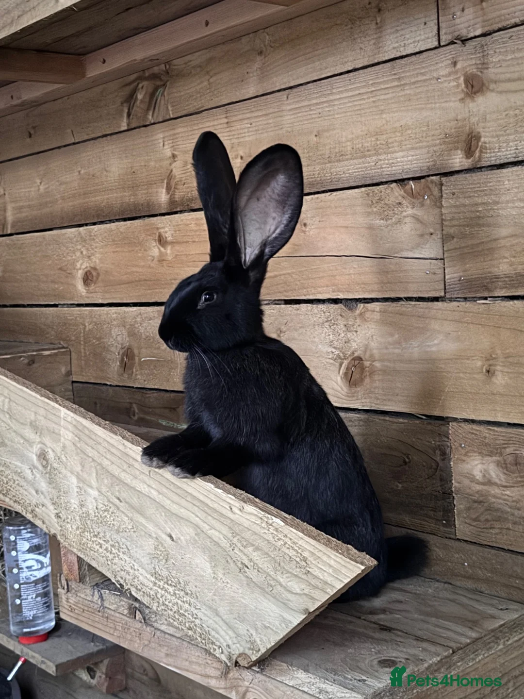 Continental Giant rabbits for sale: 13 Week Old Buck Continental Giants (2 left) - Advert 1