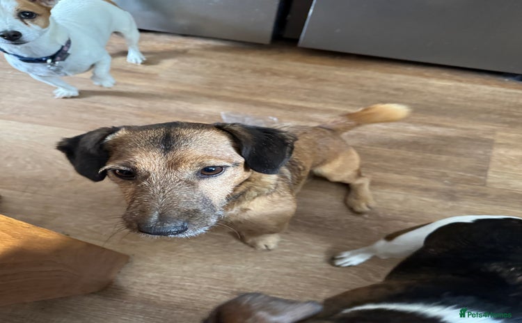 Jack Russell dogs - Advert 1