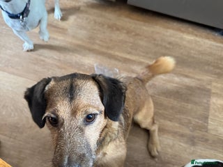 Jack Russell dogs - Advert 42