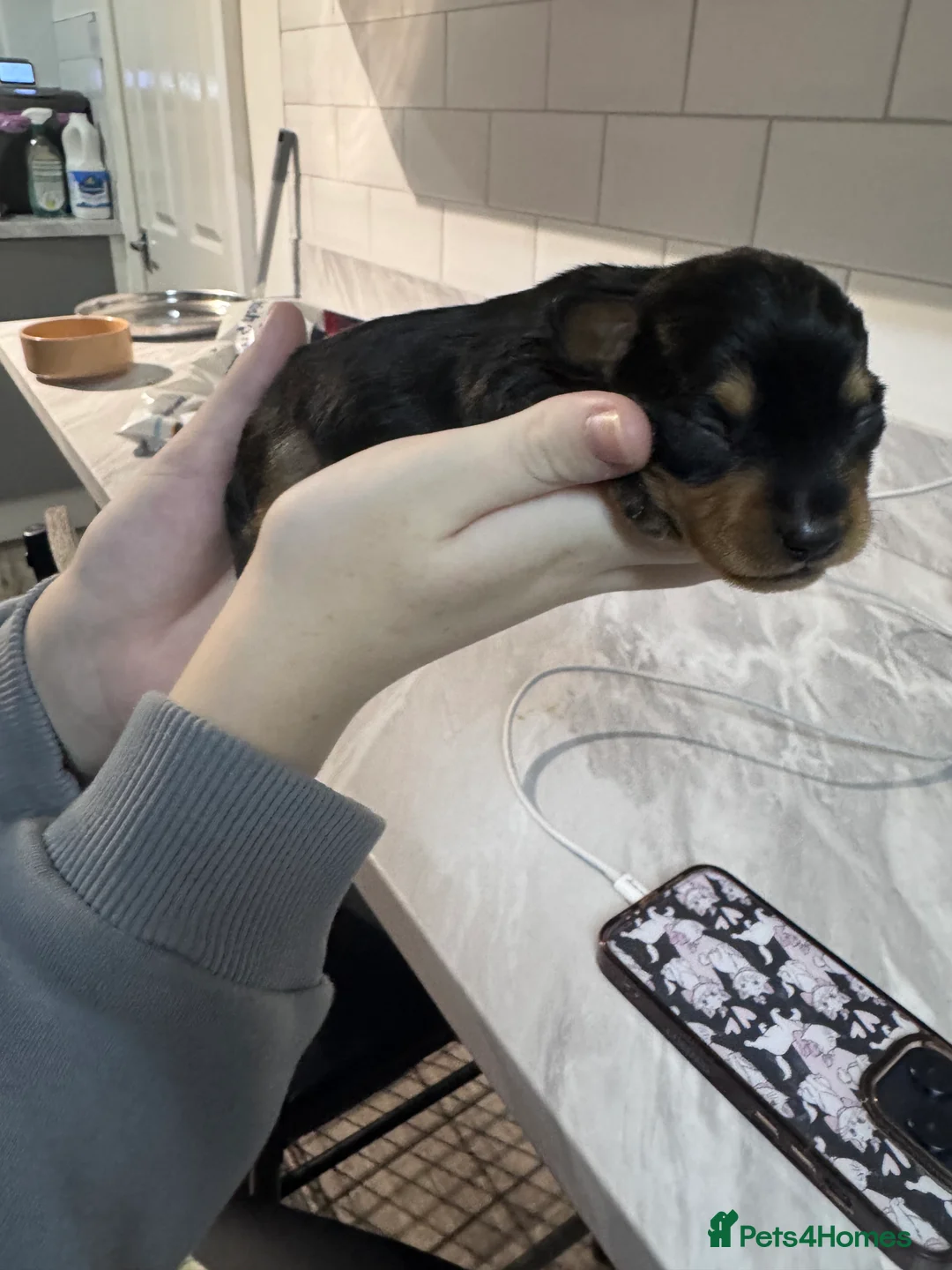 Doxiepoo dogs for sale: Beautiful doxipoo baby’s  - Advert 21