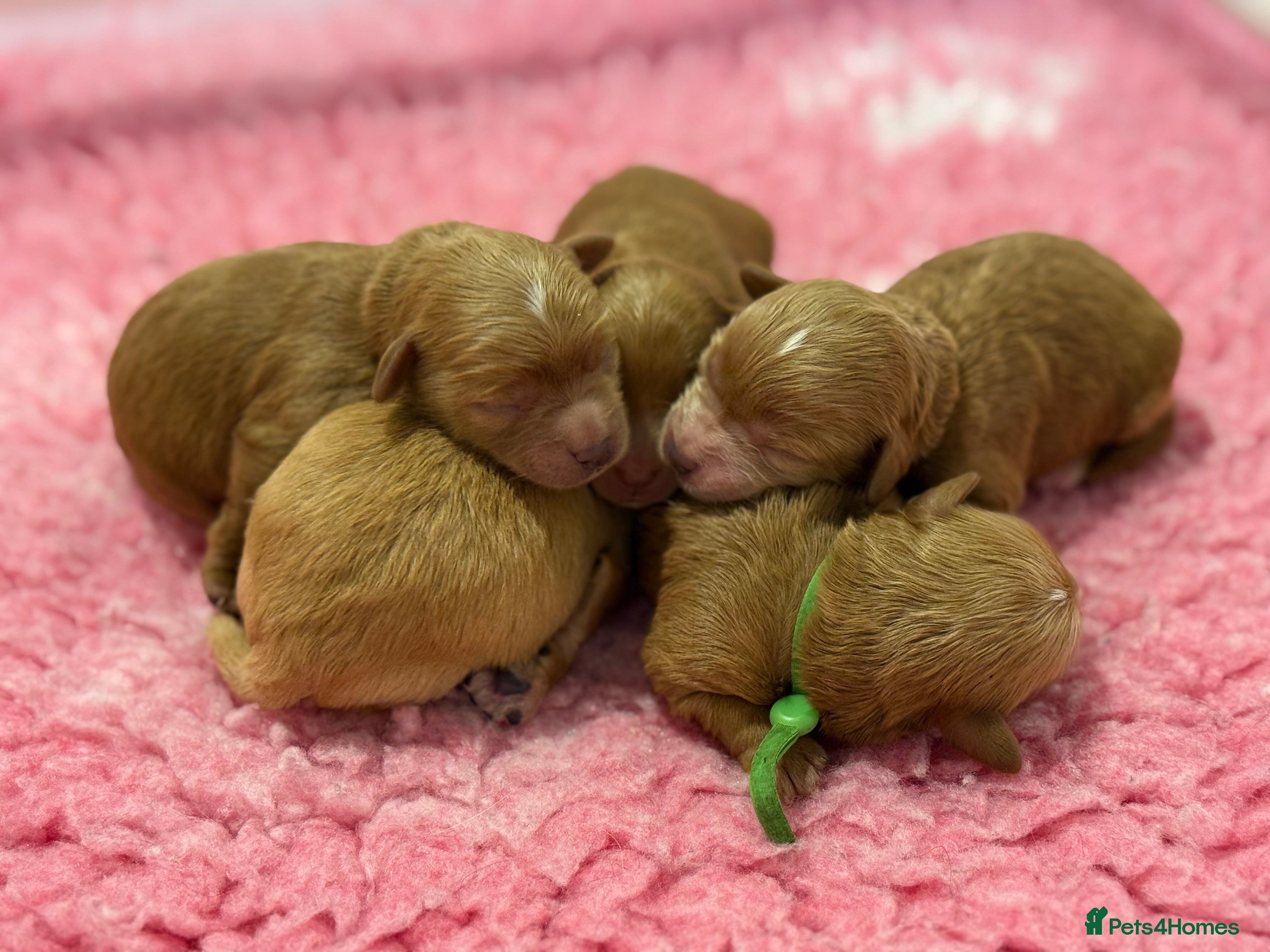 Schnoodle dogs F1 Toy Mega Coat Schnoodles - Advert 18