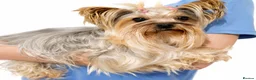 Yorkshire Terrier dogs for sale: Ultra Mini Yorkshire terrier puppy. - Advert 2
