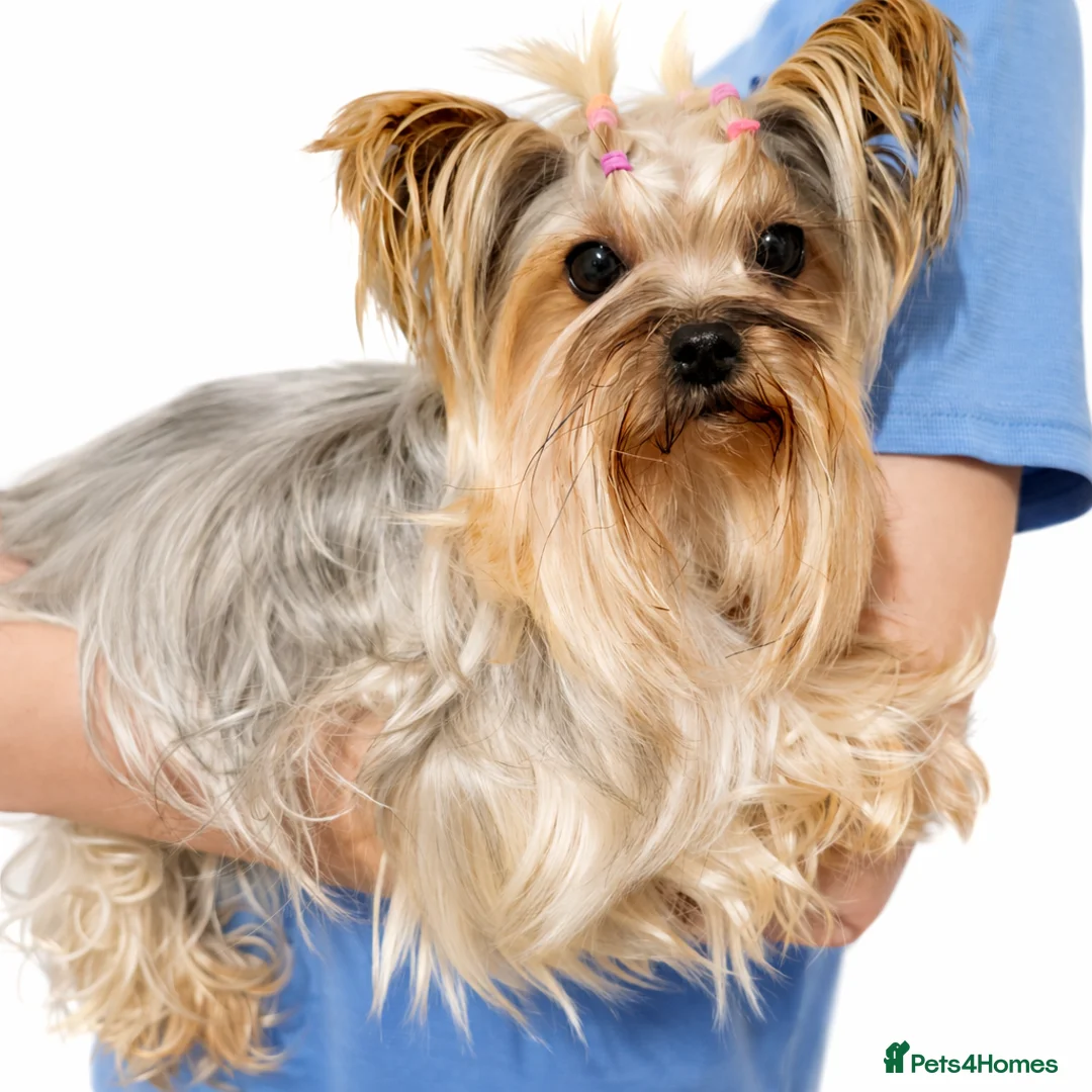 Yorkshire Terrier dogs for sale: Ultra Mini Yorkshire terrier puppy. - Advert 2