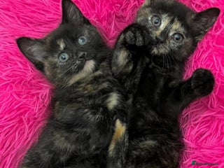 Mixed Breed cats LOVELY KITTENS Only Tortie girl left - Advert 16