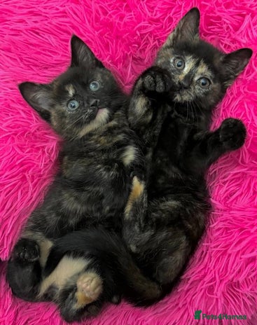 Mixed Breed cats LOVELY KITTENS Only Tortie girl left - Advert 3