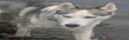 Siberian Husky dogs for sale: Beautifull Siberian Husky puppies - Advert 5
