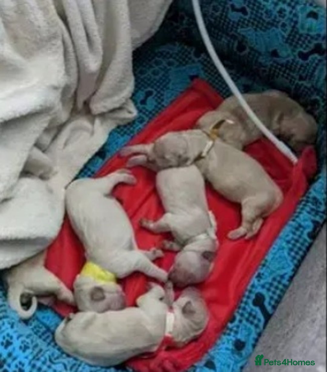 Golden Retriever dogs for sale: Available for STUD - Image 31