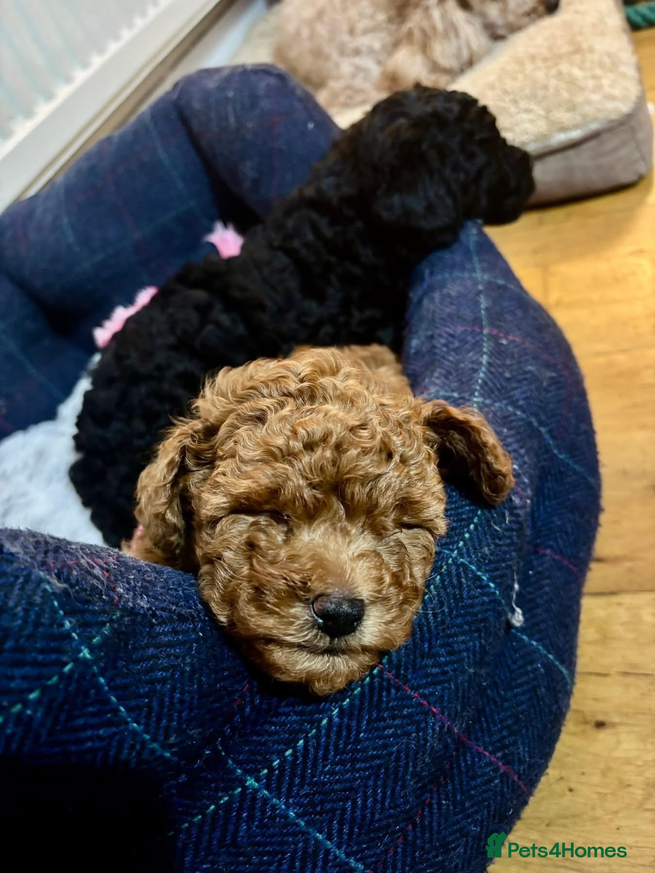 Miniature Poodle dogs Miniature poodles - 2 male  - Advert 1