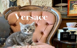 British Shorthair cats for sale: VERSACE - LUXURY BRITISH SHORTHAIR KITTENS 🏆 - Image 1