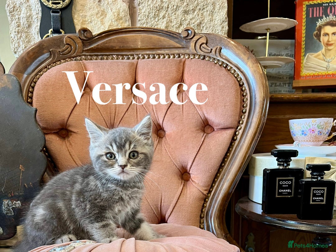 British Shorthair cats for sale: VERSACE - LUXURY BRITISH SHORTHAIR KITTENS 🏆 - Image 1